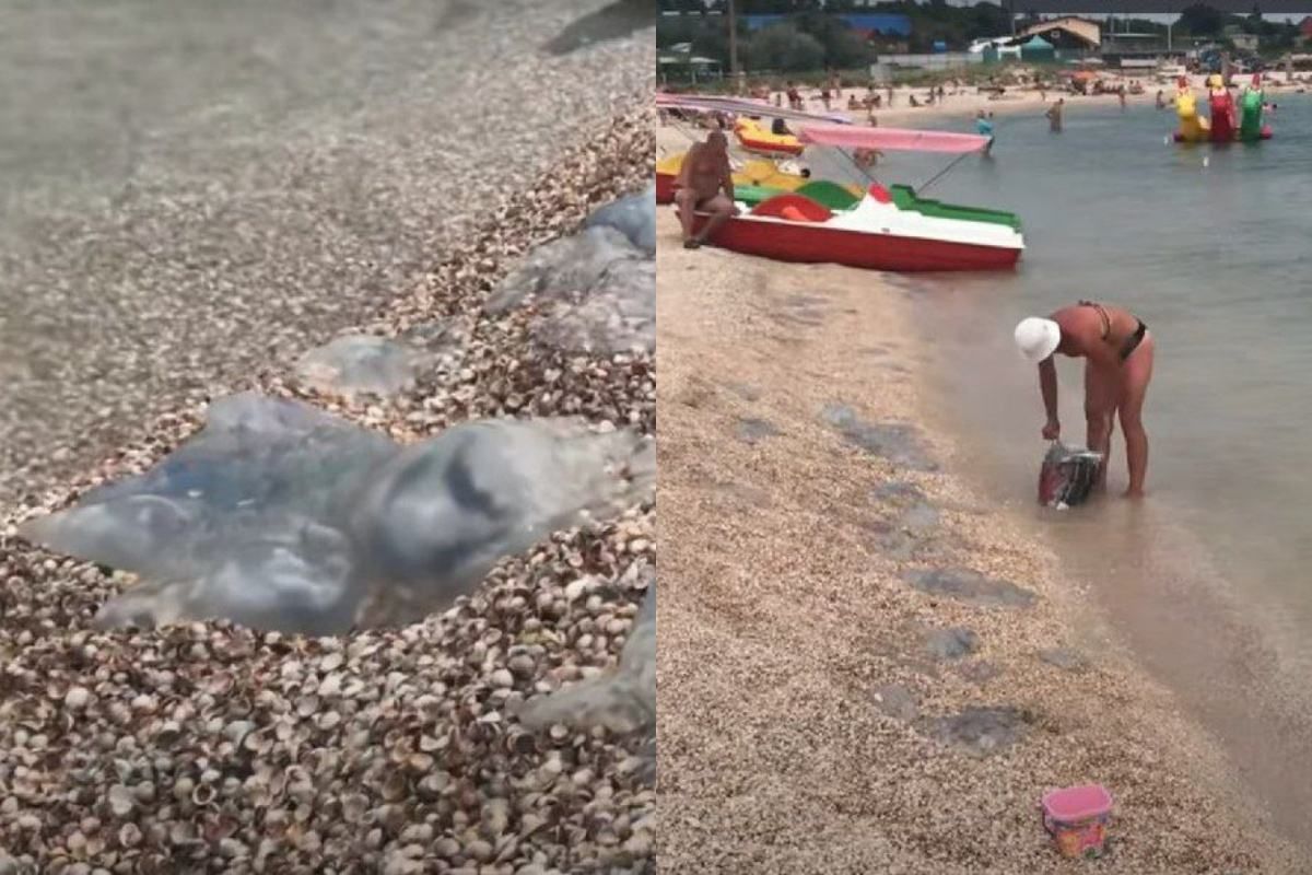 Медузы продолжают атаковать пляже Кирилловки: видео