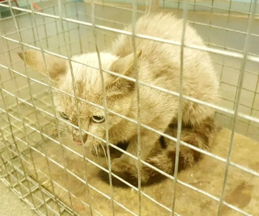 Спільними зусиллями кішку вдалося упіймати Спільними зусиллями кішку вдалося упіймати