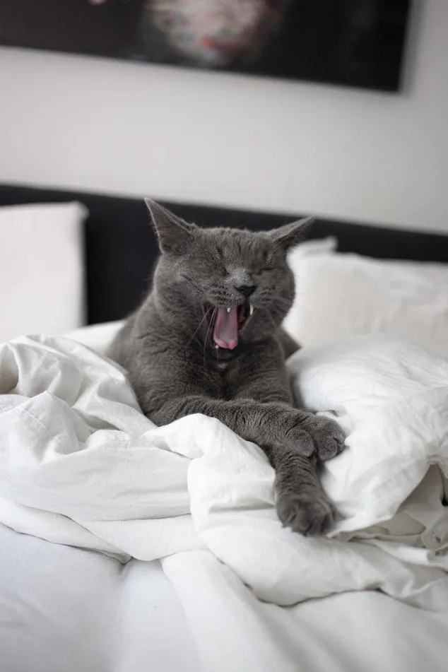 Кот в постели