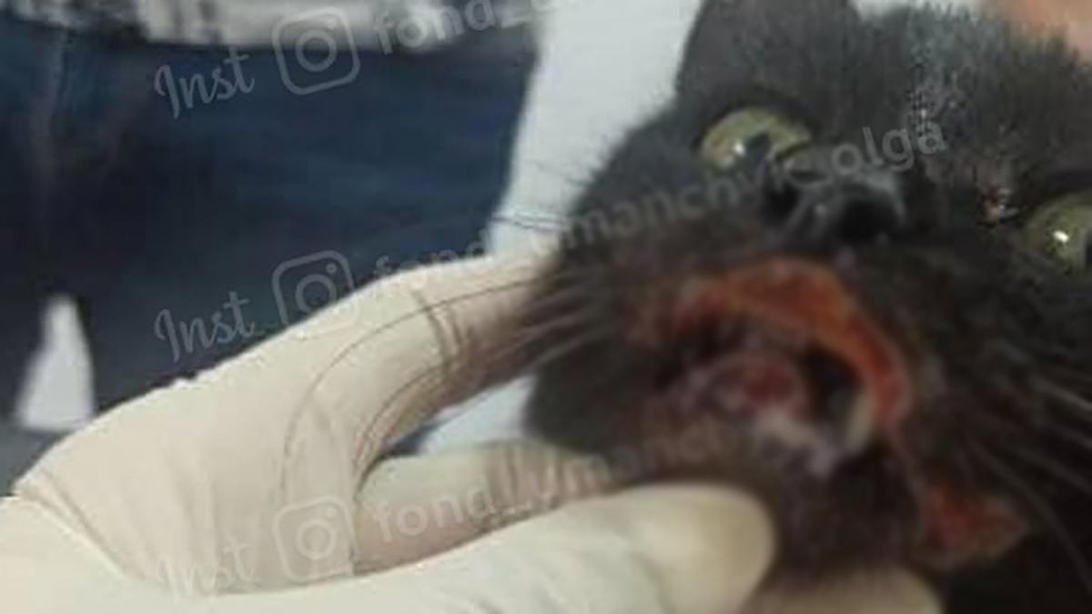 Викинули з 4 поверху хвору кішку в Дніпрі: які травми Викинули з 4 поверху хвору кішку в Дніпрі: які травми