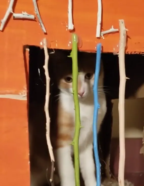 Кіт у котячій  Кіт у котячій