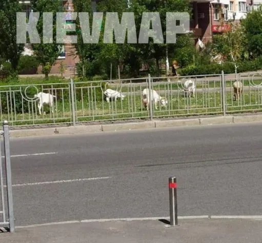 Животные свободно гуляли по улицам Киева