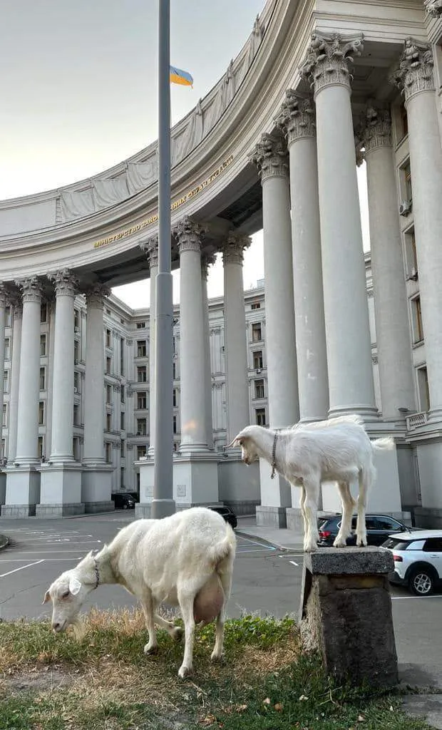 Кози паслися біля будівлі МЗС
