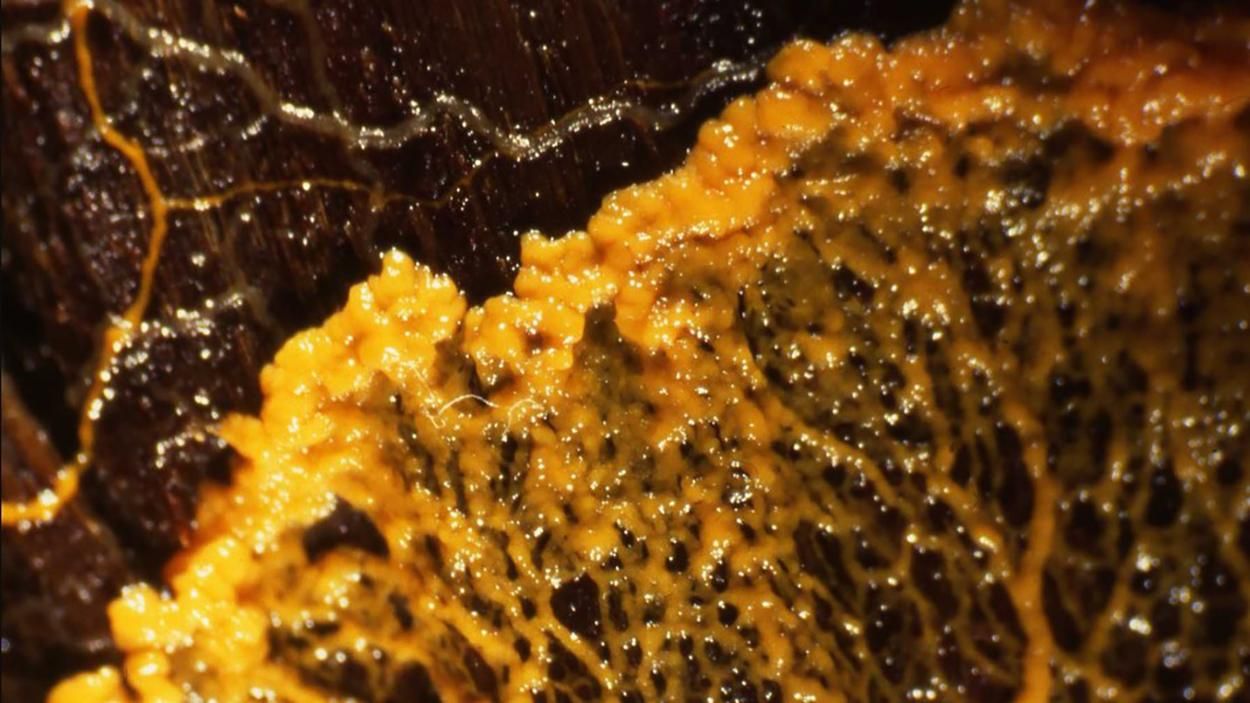 Пліснява на МКС: на МКС потрапила слизова пліснява Пліснява на МКС: на МКС потрапила слизова пліснява