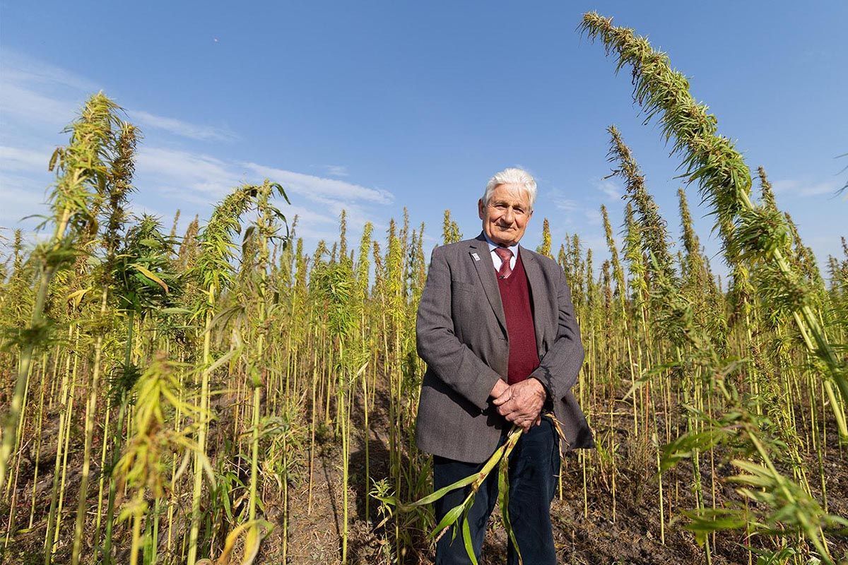 На Сіверщині вирощують коноплю: Ukraїner На Сіверщині вирощують коноплю: Ukraїner