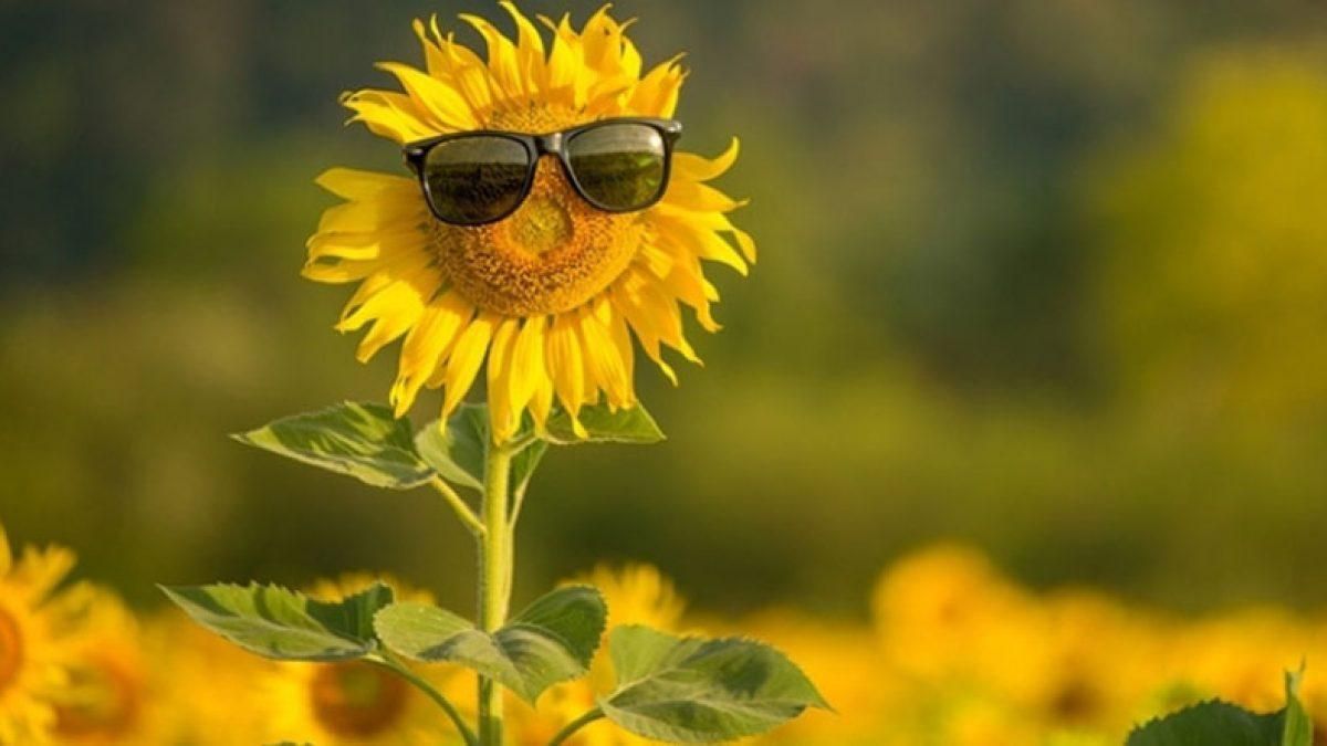 Погода на 14 августа 2021 в Украине: что прогнозируют синоптики Погода на 14 августа 2021 в Украине: что прогнозируют синоптики