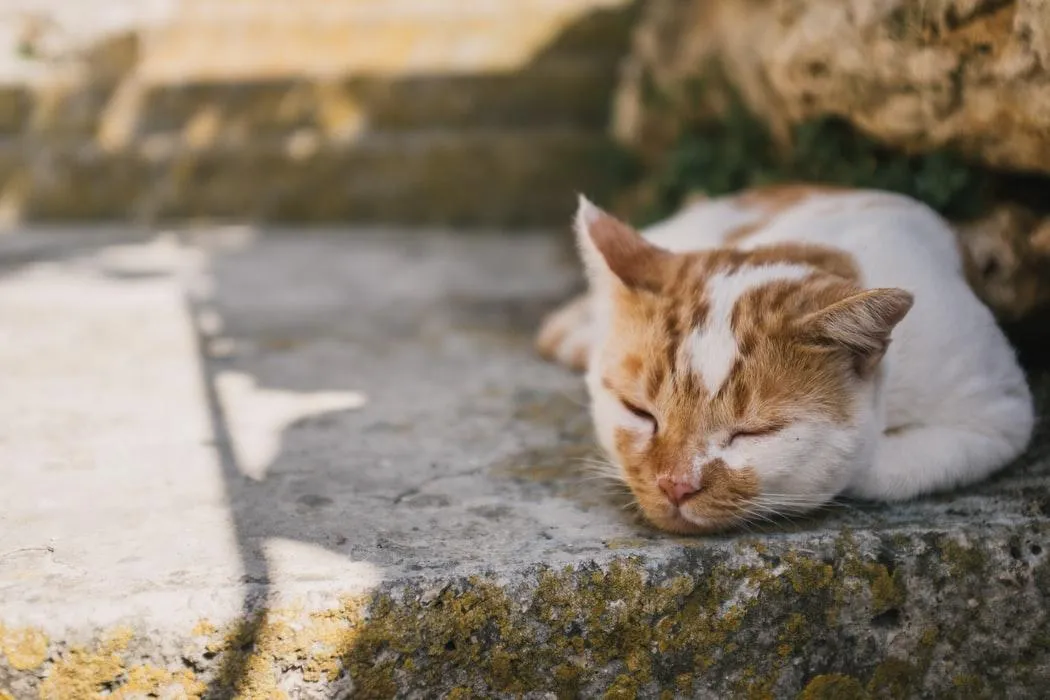 Котики можуть ховати лапки під себе, якщо погано почуваються