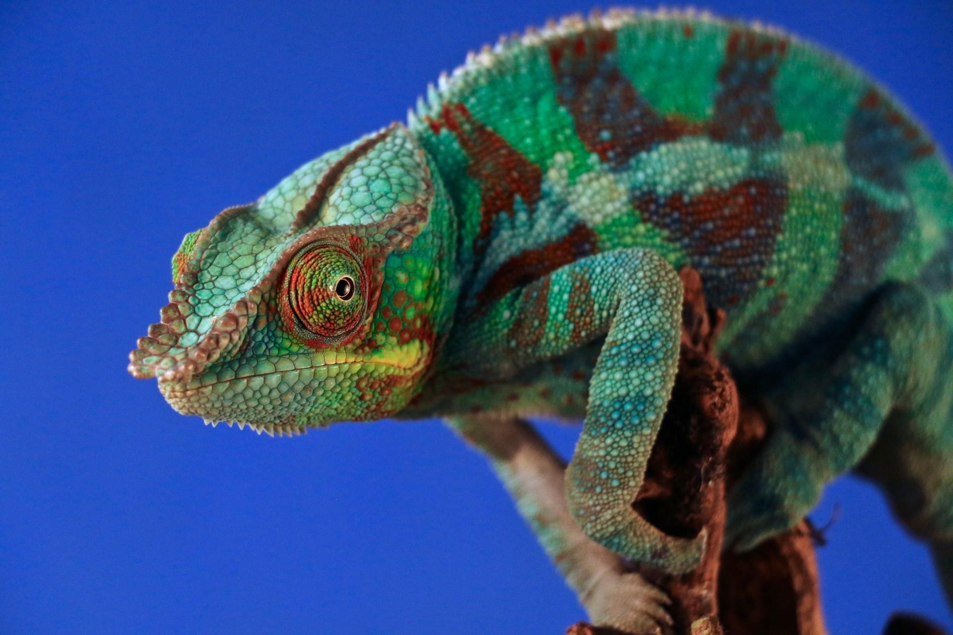 Робот-хамелеон меняет цвета так же быстро, как и живое животное