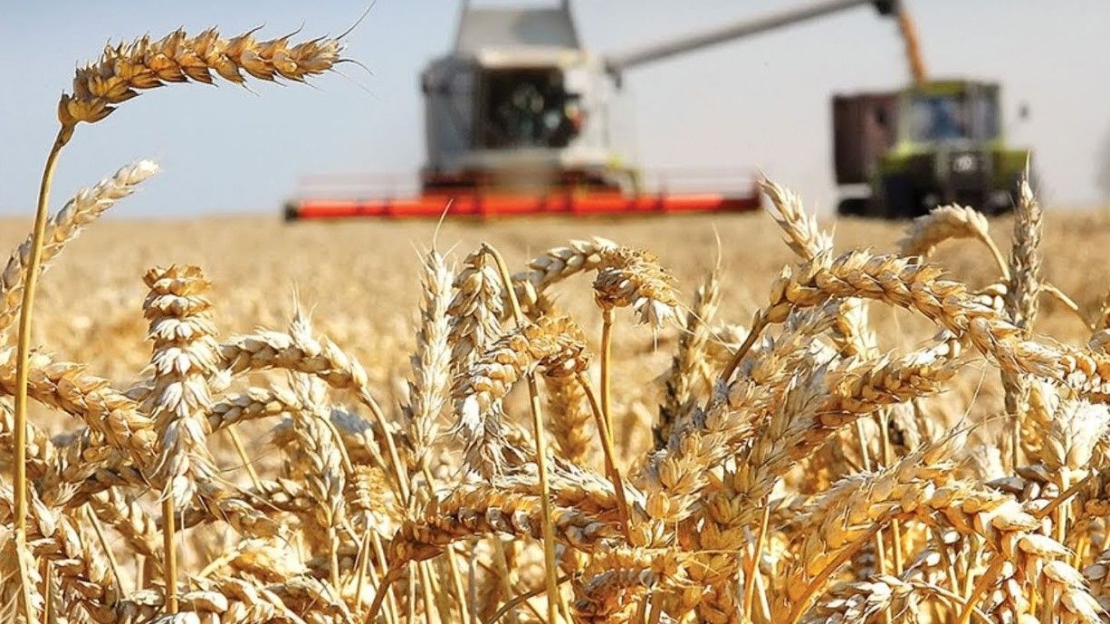 Найбільша експортна позиція України – зернові та олійні культури: що .