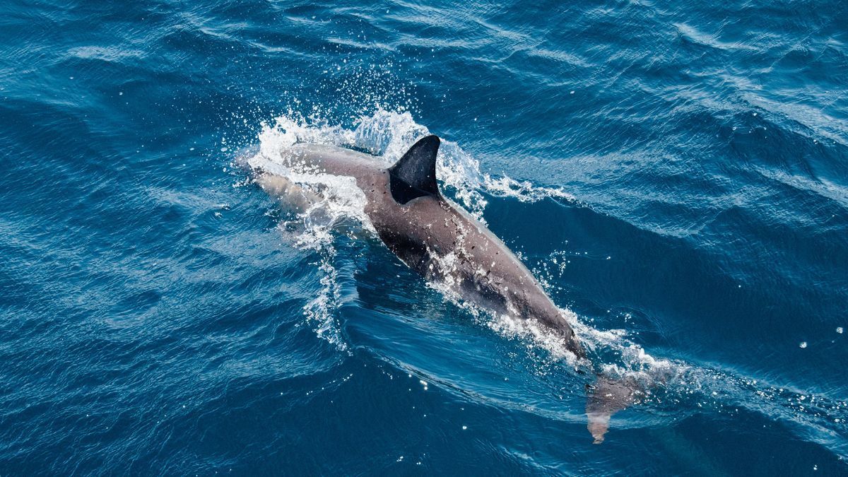 Разлив нефти в Черном море угрожает дельфинам: что говорят экологи