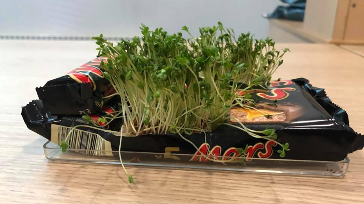 Врожай на Марсі: чи можна виростити рослини на Марсі Врожай на Марсі: чи можна виростити рослини на Марсі