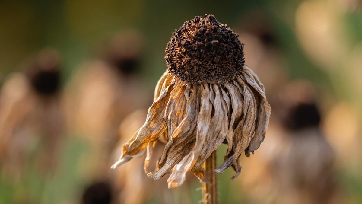 Июль 2021 стал самым жарким месяцем на Земле за 142 года Июль 2021 стал самым жарким месяцем на Земле за 142 года