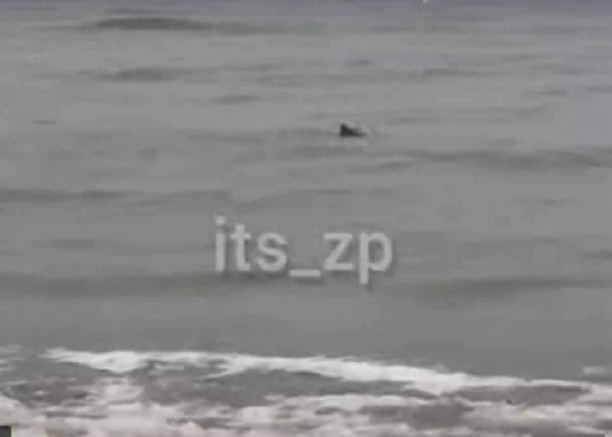 У курортній Кирилівці туристи помітили дельфінів: відео