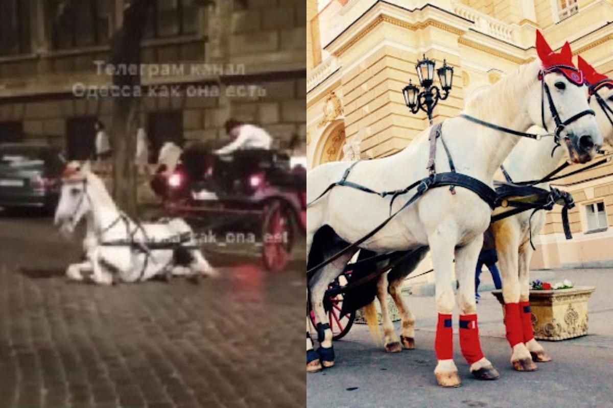 В Одессе конь упал посреди дороги и травмировался