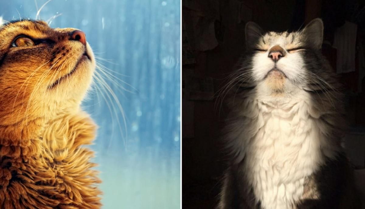 Погода на 17 серпня 2021 в Україні: що прогнозують синоптики Погода на 17 серпня 2021 в Україні: що прогнозують синоптики