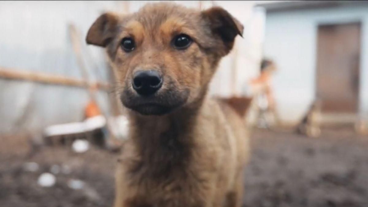 Заради лайків: під Житомиром діти знущалися з собаки – відео - Новини Житомира сьогодні - 24 Канал