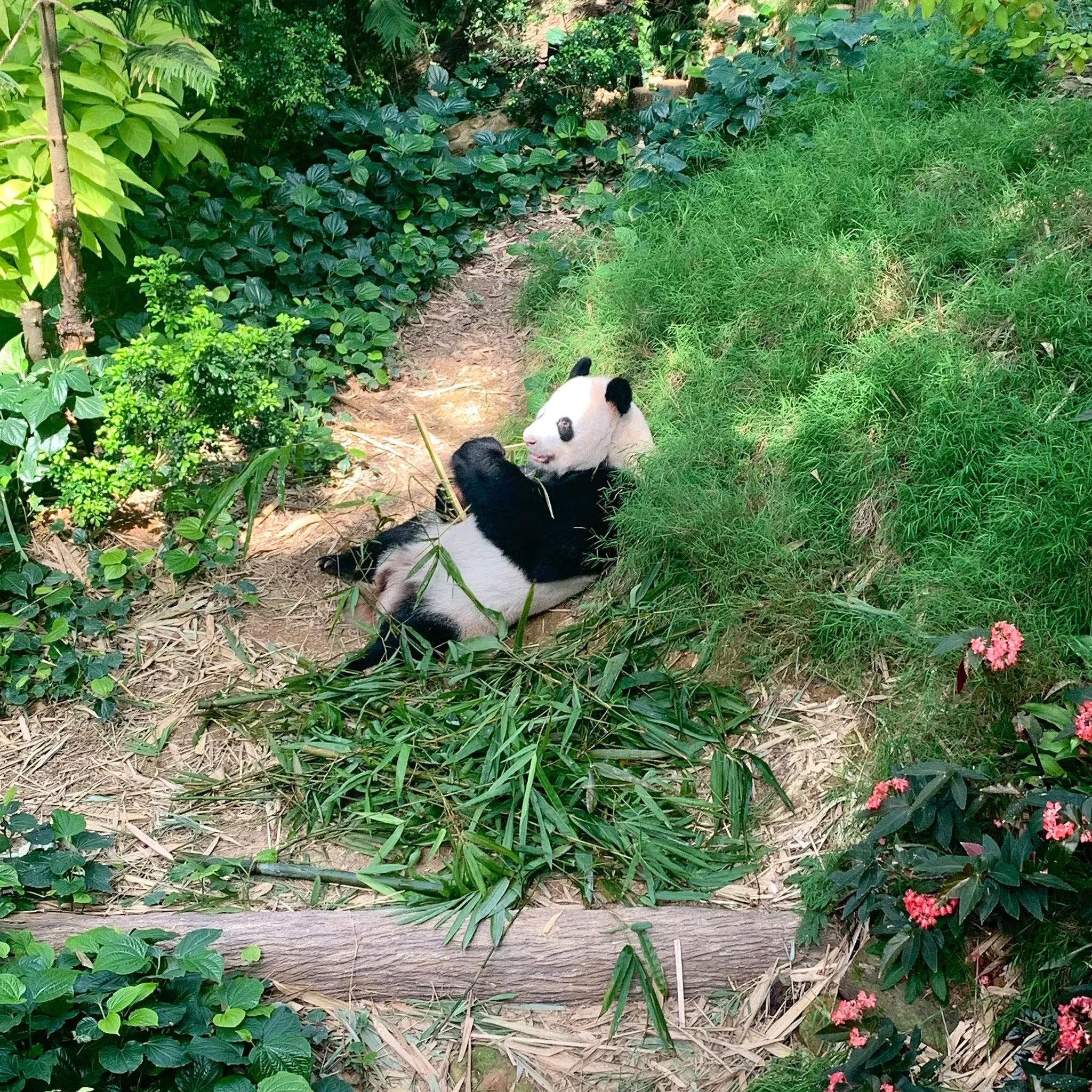 Панда в заповеднике