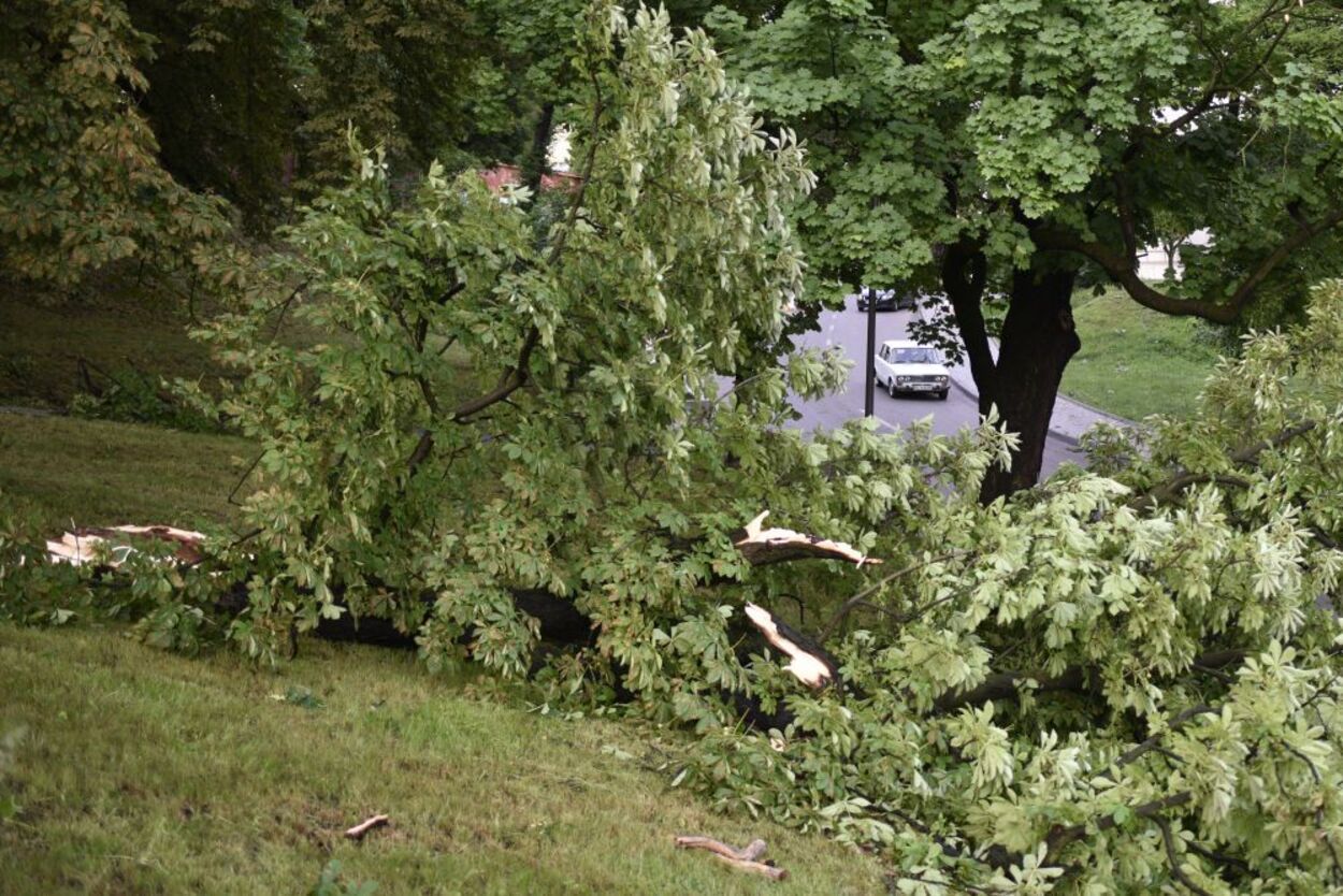 Поваленные деревья и оборванные провода: очередная непогода наделала беды во Львове – фото