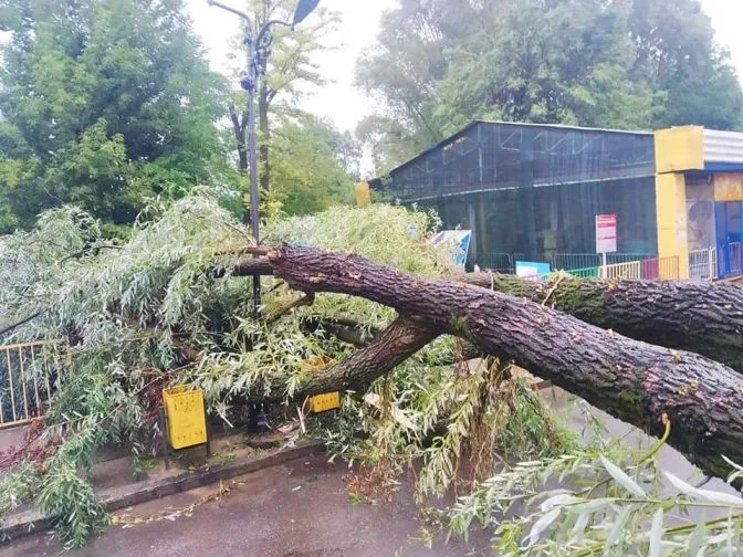 У львівському Парку культури дерево впало на атракціон: фото