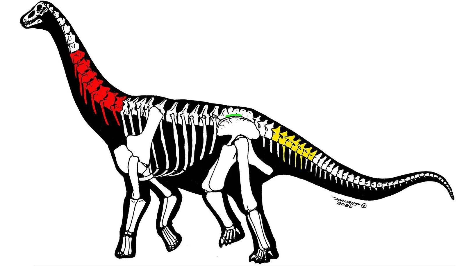 У Китаї відкрили два нових види велетенських динозаврів - Новини технологій - Техно
