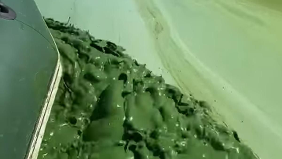 Екологічна катастрофа вже близько: Дніпро жахливо позеленів – відео - Новини Києва - 24 Канал