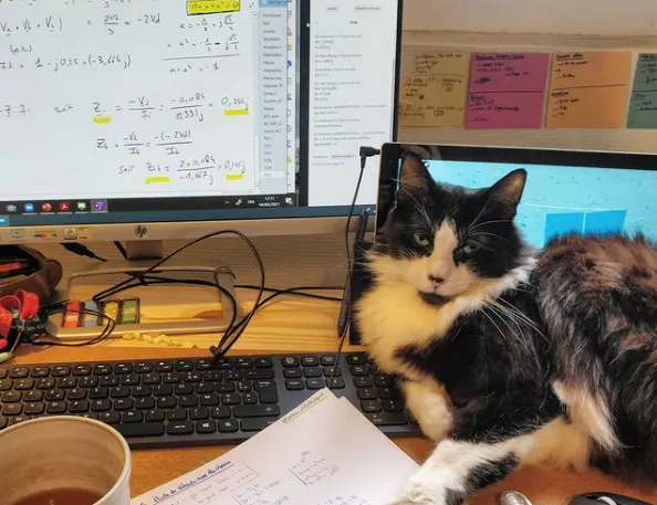 Ці коти вже зібралися до школи: кумедні фото  Ці коти вже зібралися до школи: кумедні фото