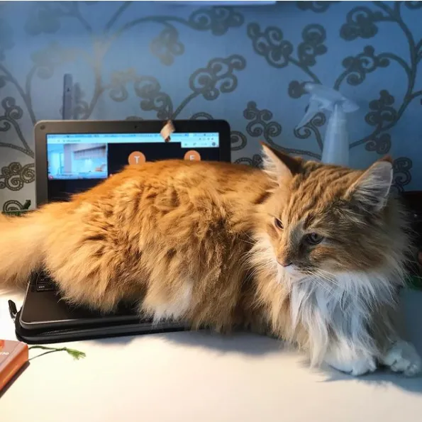 Ці коти вже зібралися до школи: кумедні фото  Ці коти вже зібралися до школи: кумедні фото