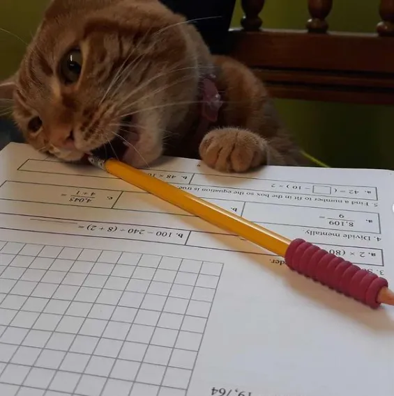 Ці коти вже зібралися до школи: кумедні фото  Ці коти вже зібралися до школи: кумедні фото