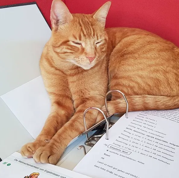 Ці коти вже зібралися до школи: кумедні фото  Ці коти вже зібралися до школи: кумедні фото