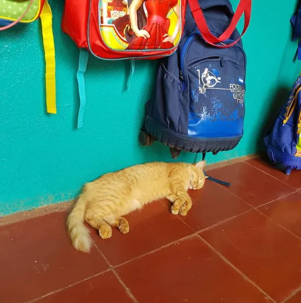 Эти коты уже собрались в школу: забавные фото 