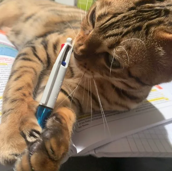 Ці коти вже зібралися до школи: кумедні фото  Ці коти вже зібралися до школи: кумедні фото