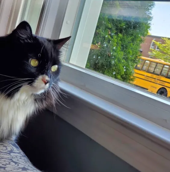 Ці коти вже зібралися до школи: кумедні фото  Ці коти вже зібралися до школи: кумедні фото