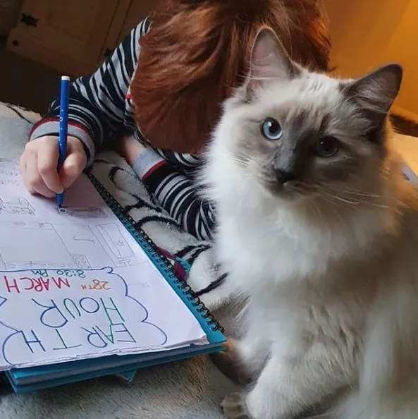 Ці коти вже зібралися до школи: кумедні фото  Ці коти вже зібралися до школи: кумедні фото