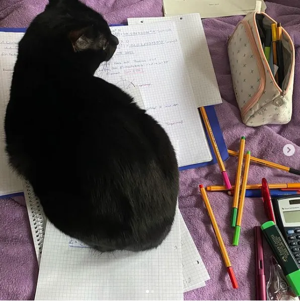 Ці коти вже зібралися до школи: кумедні фото  Ці коти вже зібралися до школи: кумедні фото