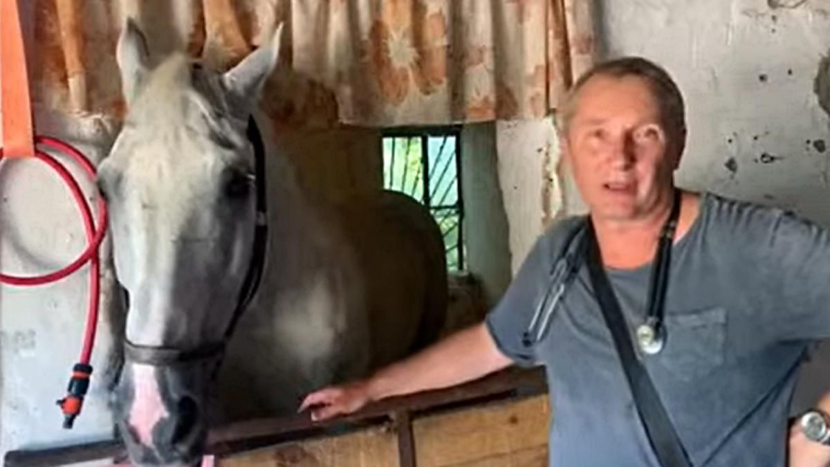 Падіння коня в центрі Одеси: показали висновки ветеринара - Україна новини - 24 Канал Падіння коня в центрі Одеси: показали висновки ветеринара - Україна новини - 24 Канал