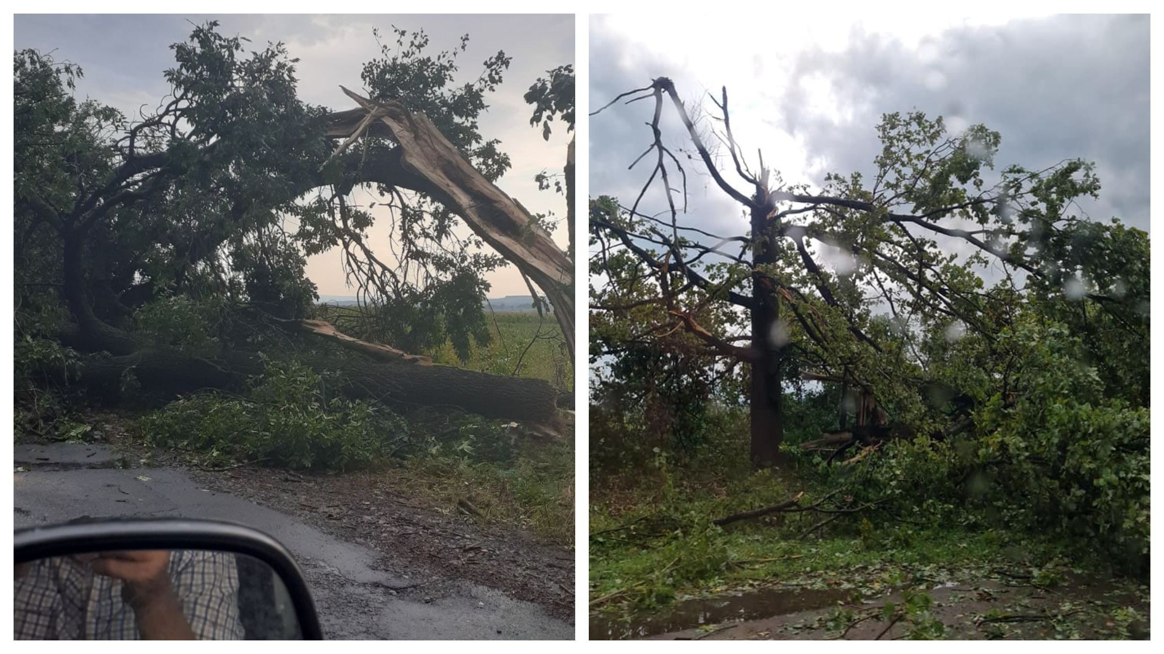 От мощного урагана пострадала Буковина ветер ломал деревья как спички: фото и видео - Новости Черновцов сегодня - 24 Канал