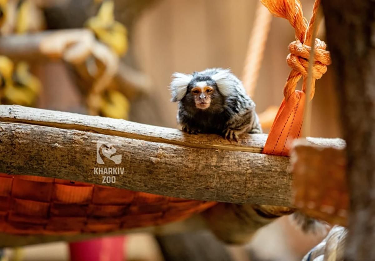 Новые правила в Харьковском зоопарке: чтобы посетить, надо иметь идентификационный код Новые правила в Харьковском зоопарке: чтобы посетить, надо иметь идентификационный код