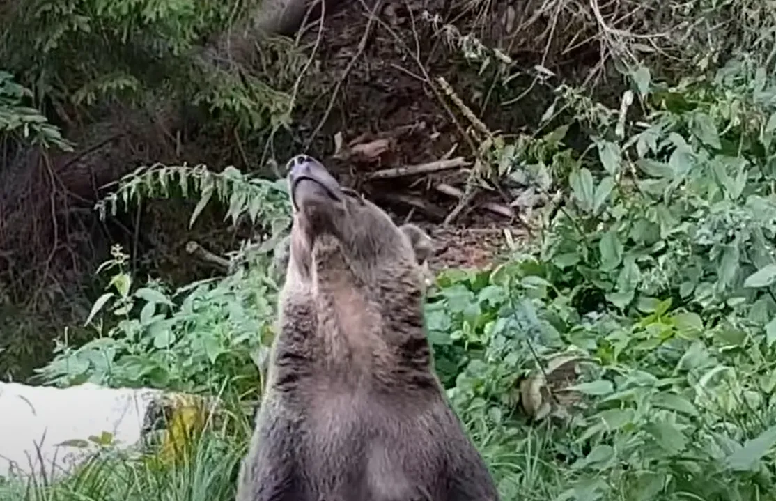 Медведица смешно позировала на камеру