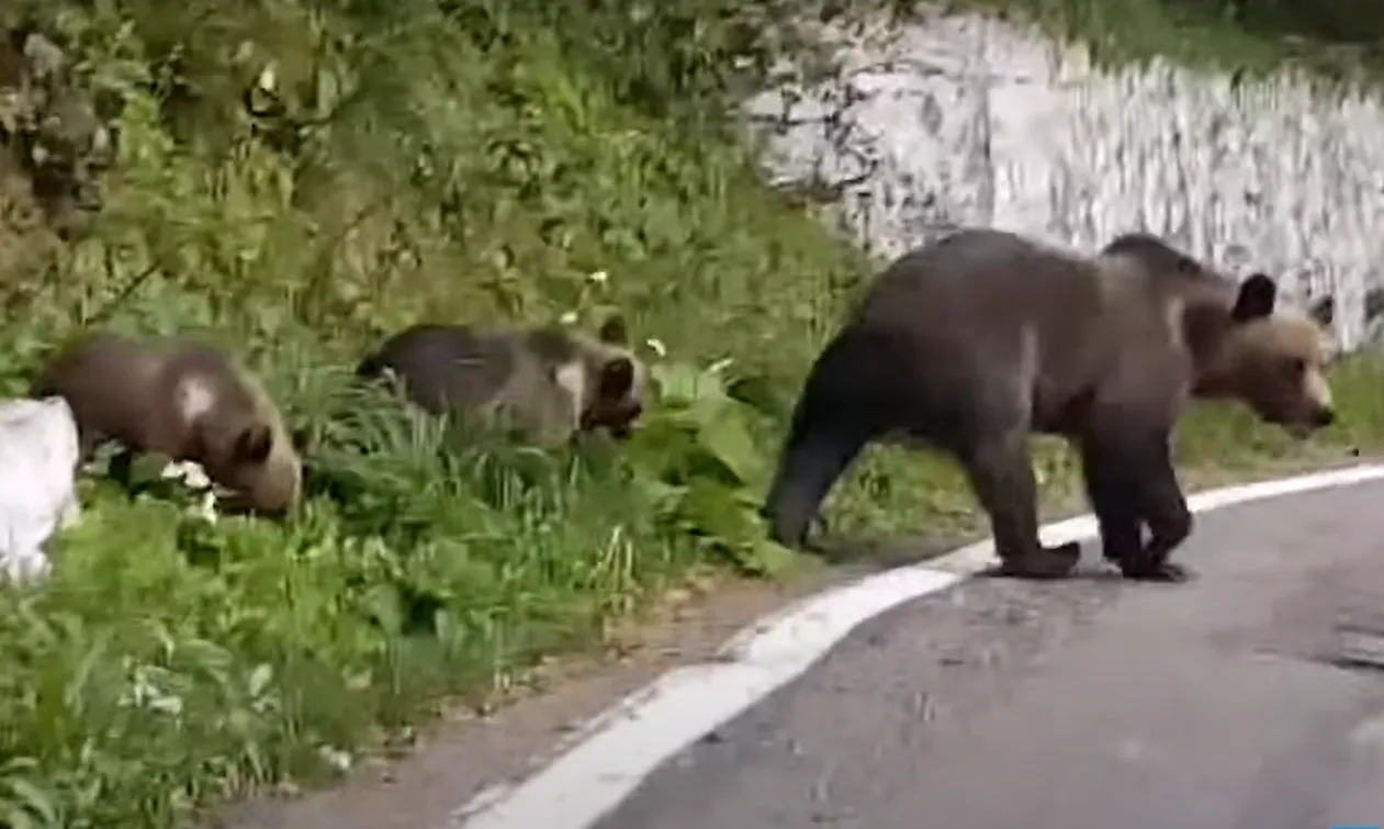 Семья медведей вышла из кустов и начала переходить дорогу