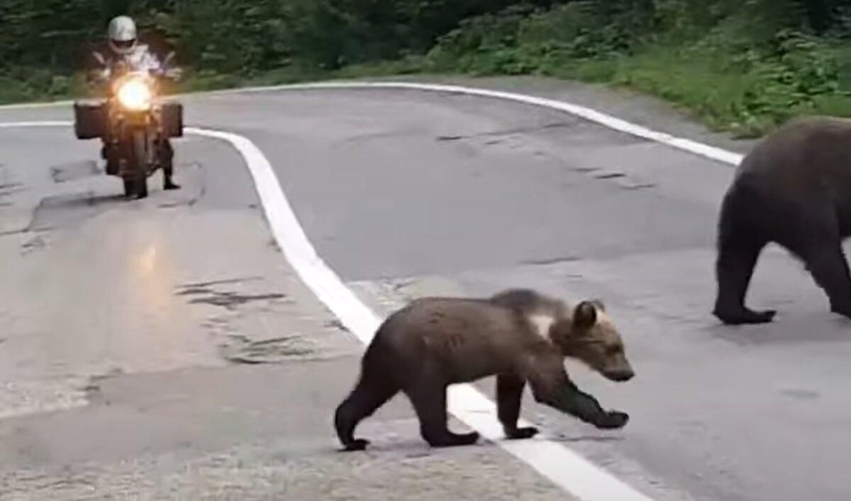 Медведи вышли на дорогу в Карпатах: впечатляющее видео из Румынии