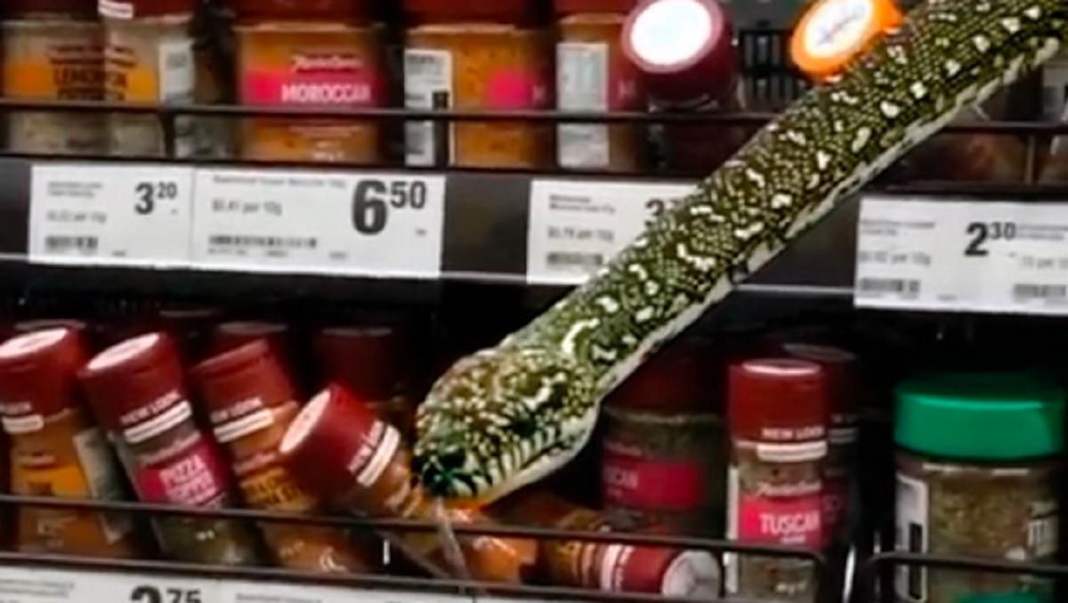 В Австралії змія вилізла з полиці супермаркету: шокуюче відео - 24 Канал