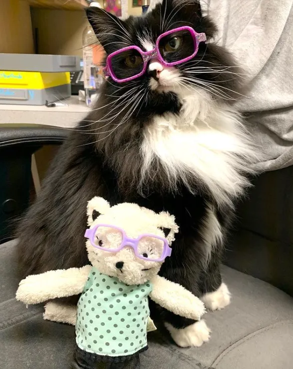 Коли діти бачать кішку в окулярах, то хочуть теж їх одягнути