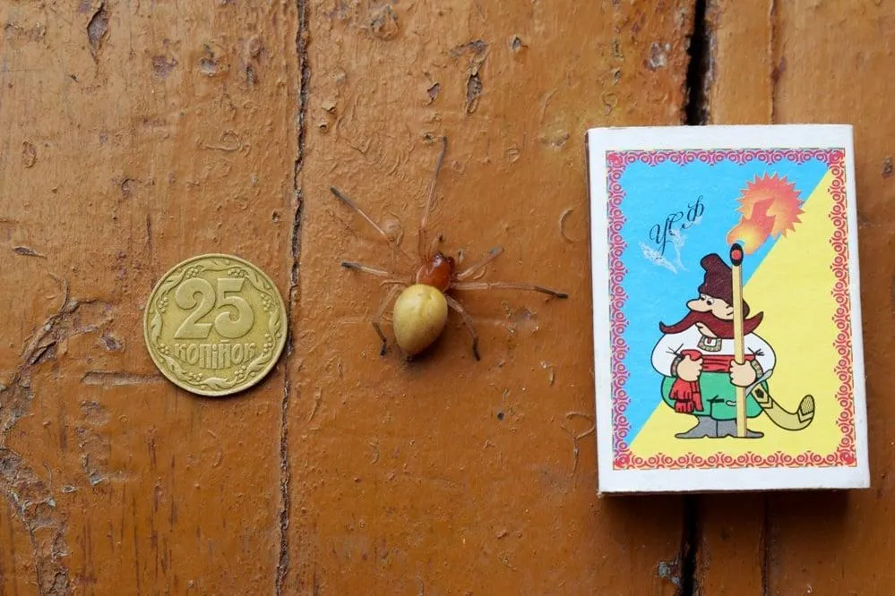 Павук у Куп'янську Павук у Куп'янську