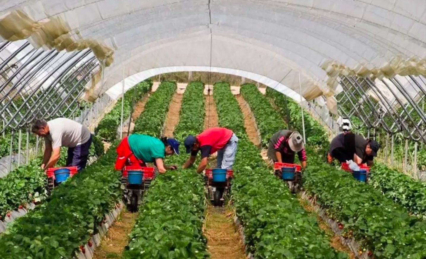 Нація, що їде: як повернути українських трудових мігрантів додому - Україна новини - 24 Канал Нація, що їде: як повернути українських трудових мігрантів додому - Україна новини - 24 Канал