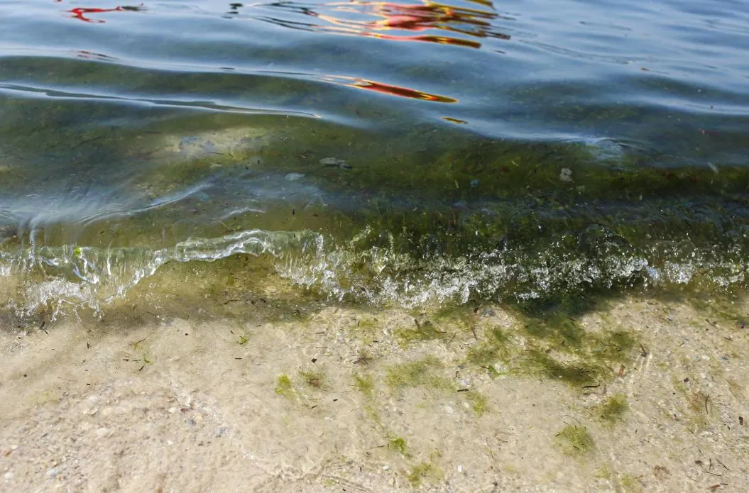 водорості на узбережжі Залізного порту