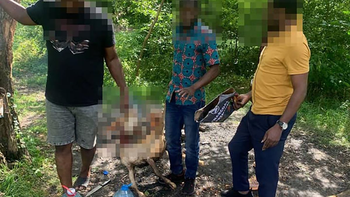 Иностранцы зарезали и жарили козу в парке "Вознесение" во Львове