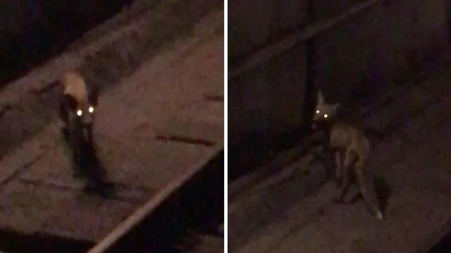 "Джунглі по-харківськи": на станцію метро в Харкові прибігла лисиця – відео з місця події - Свіжі новини Харкова - 24 Канал "Джунглі по-харківськи": на станцію метро в Харкові прибігла лисиця – відео з місця події - Свіжі новини Харкова - 24 Канал