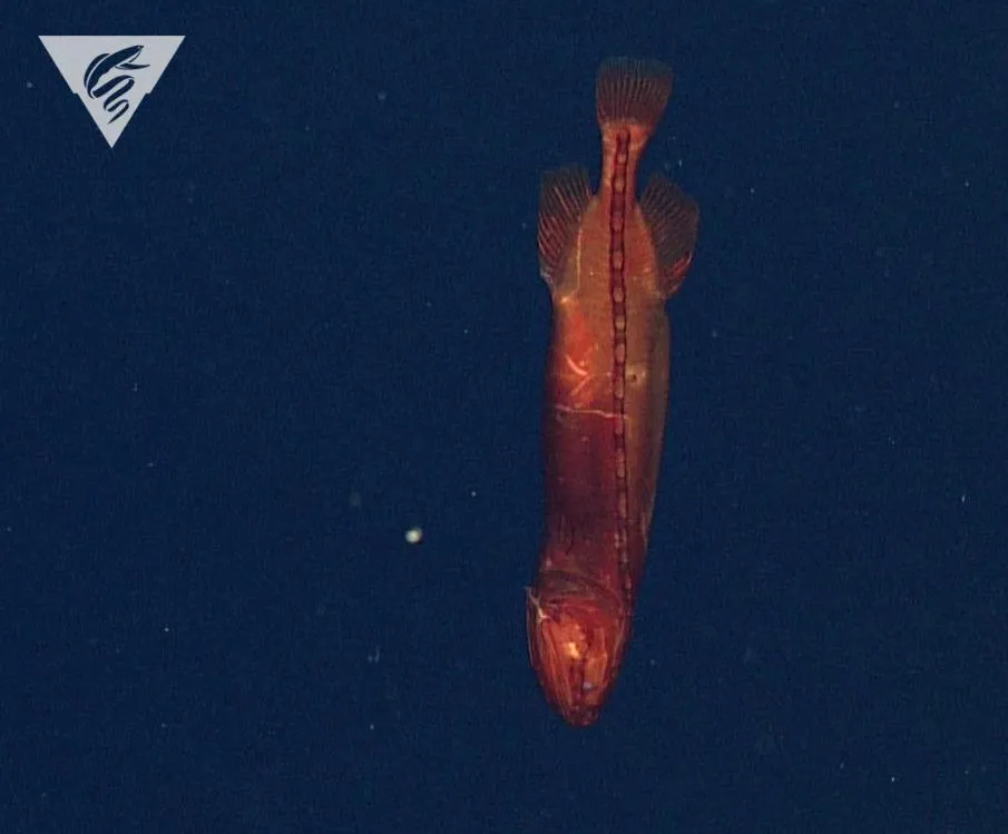 Самец китовидкоподибнои рыбы Самец китовидкоподибнои рыбы