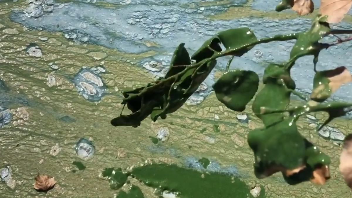 Дніпро гине через миючі засоби: у Київводоканалі пояснили чому вода у річці зелена - Новини Києва - Київ Дніпро гине через миючі засоби: у Київводоканалі пояснили чому вода у річці зелена - Новини Києва - Київ