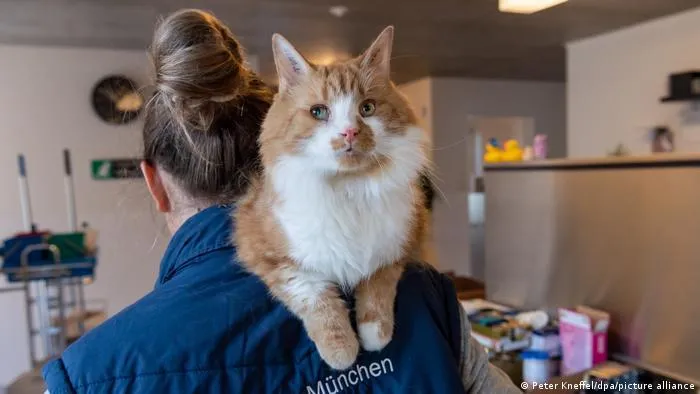 кот Гарфилд кот Гарфилд